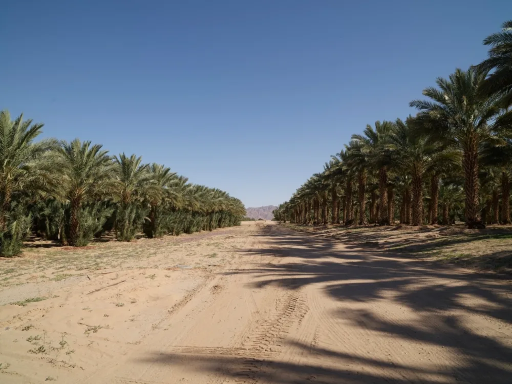 Health Benefits of Iranian Dates: Nutrition, Fiber & Glycemic Index