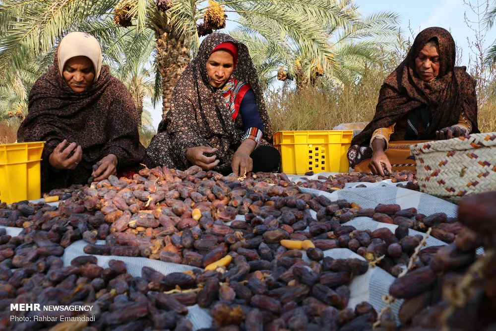 Kurma Mariami Piarom Grade AA & AAA/VIP Jumbo